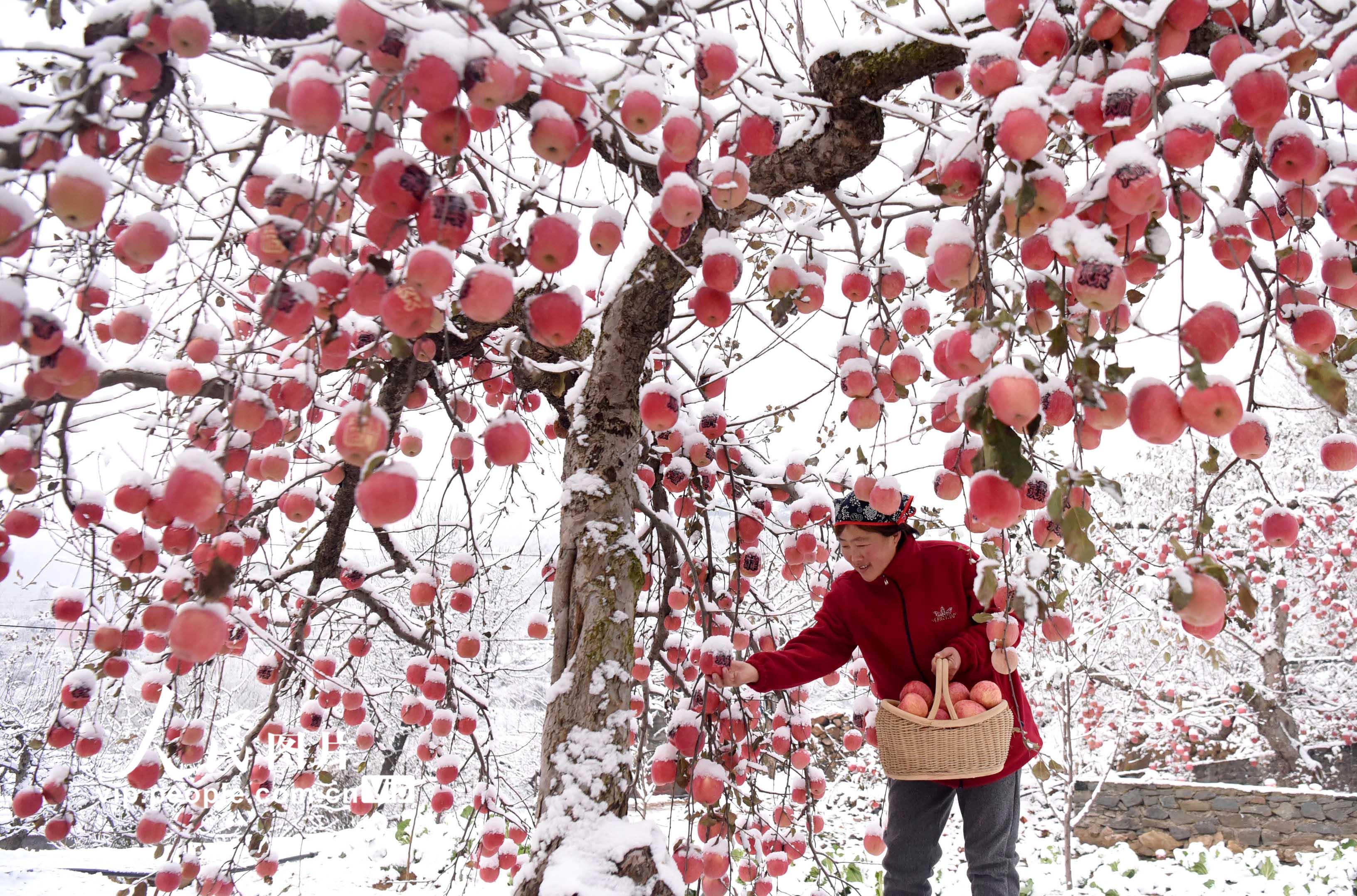 山东沂源：“雪果”采摘忙