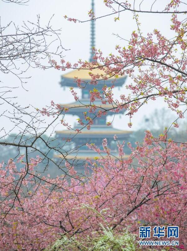 武汉东湖樱花绽放