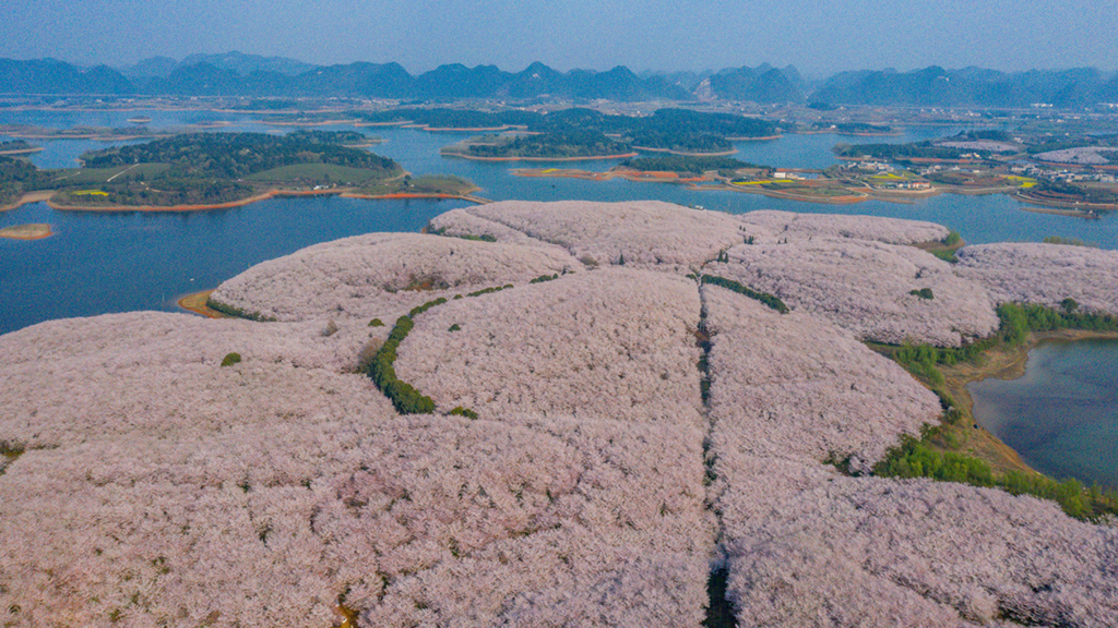 樱花满园赏春光