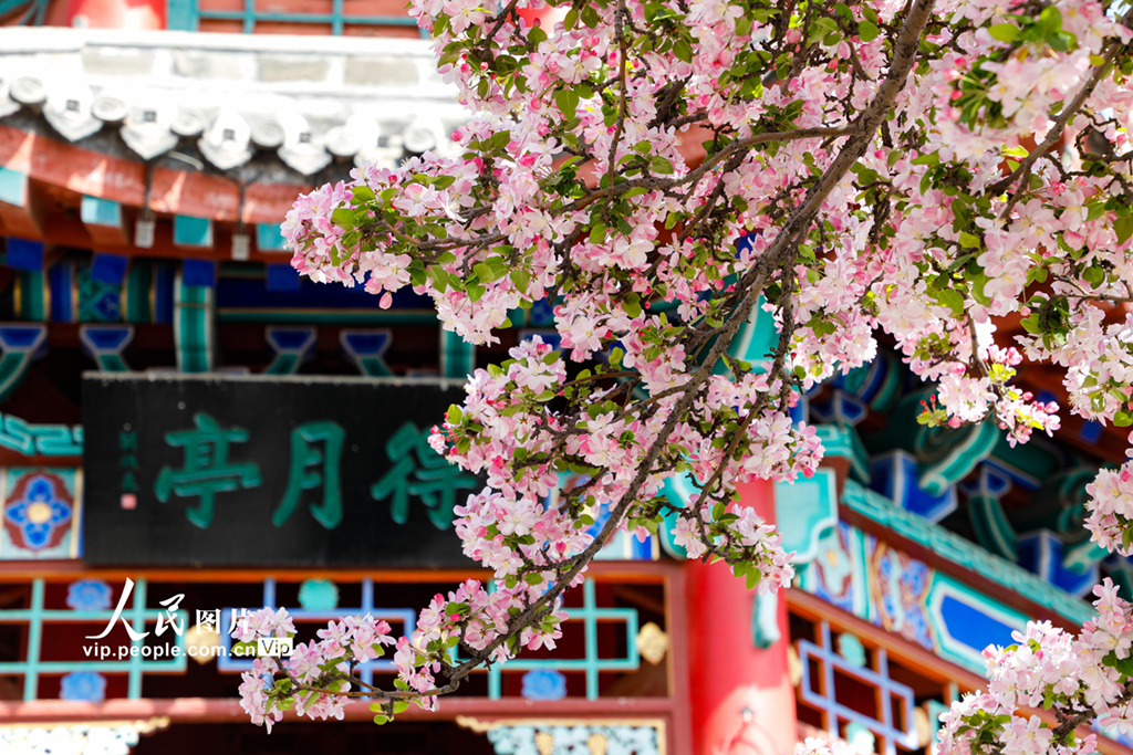 济南：大明湖春色醉人