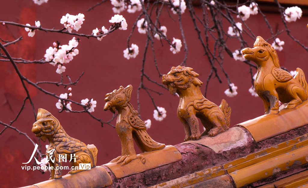 北京故宫杏花盛开美不胜收