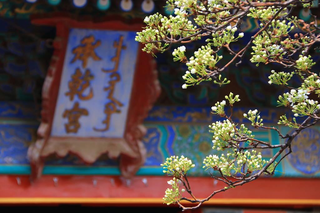 北京：故宫红墙黄瓦映春花