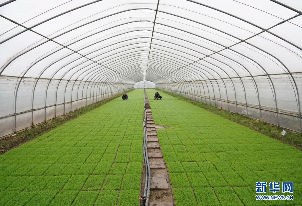 河北唐山：有机水稻秧苗管护忙