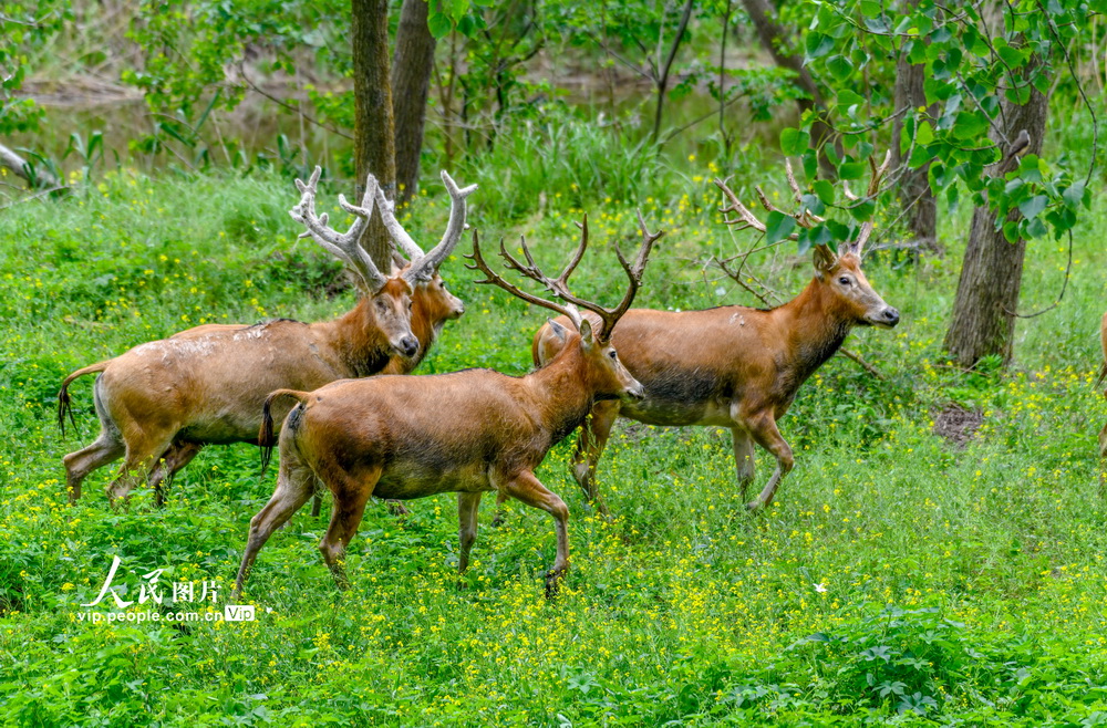 夏草青青 麋鹿悠悠