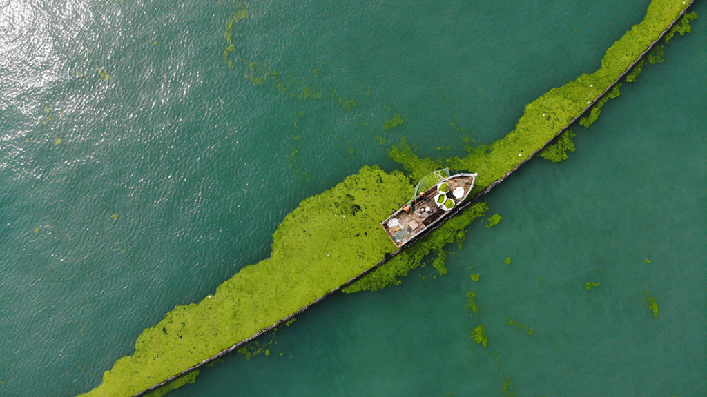 青岛全力抗击最大规模浒苔侵袭