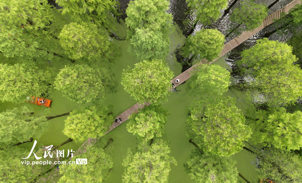 江苏扬州：“水上森林”觅清凉
