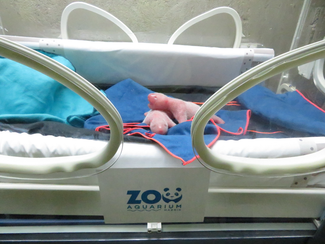 旅西大熊猫“花嘴巴”产下双胞胎