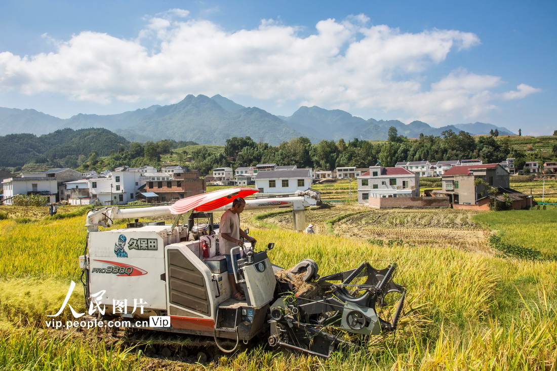 湖北竹溪：抢收稻谷 颗粒归仓