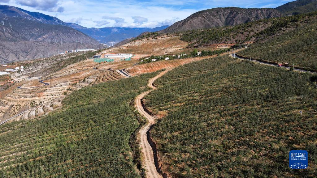 雪山下的高原苹果，熟了！
