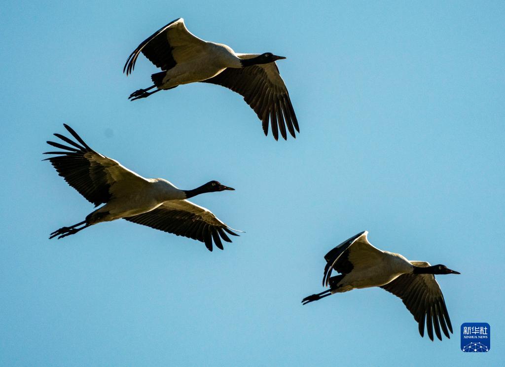 鹤舞翔集纳帕海