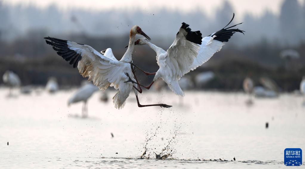 鄱阳湖迎来大批越冬候鸟