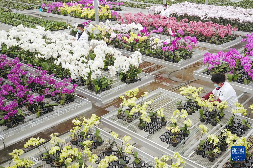 智慧农业助春耕 西北农村“春未暖花已开”