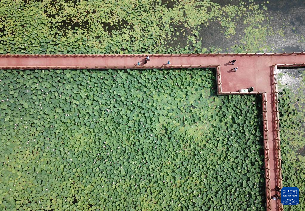 山东曹县：夏至时节 荷花盛开
