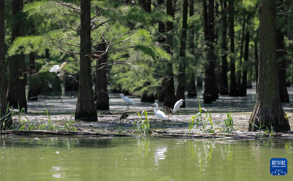 生态湿地别样美