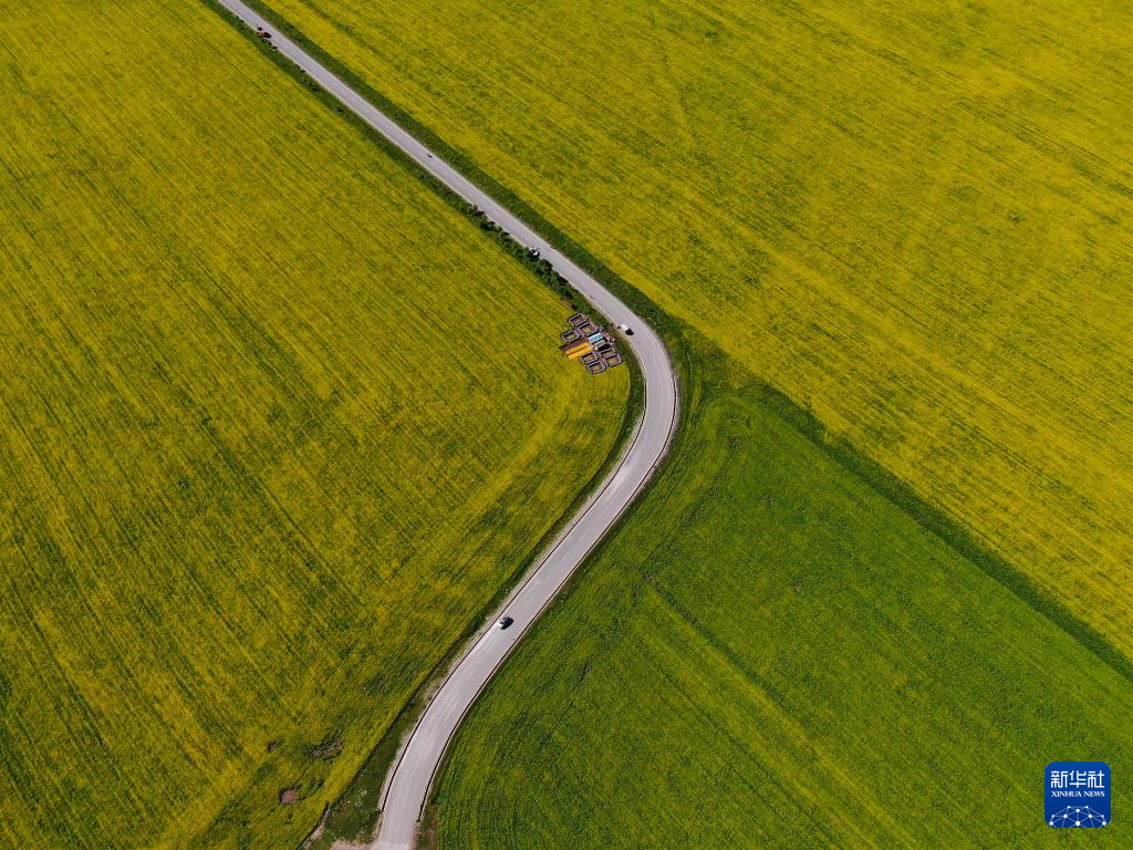 祁连山下“花经济”