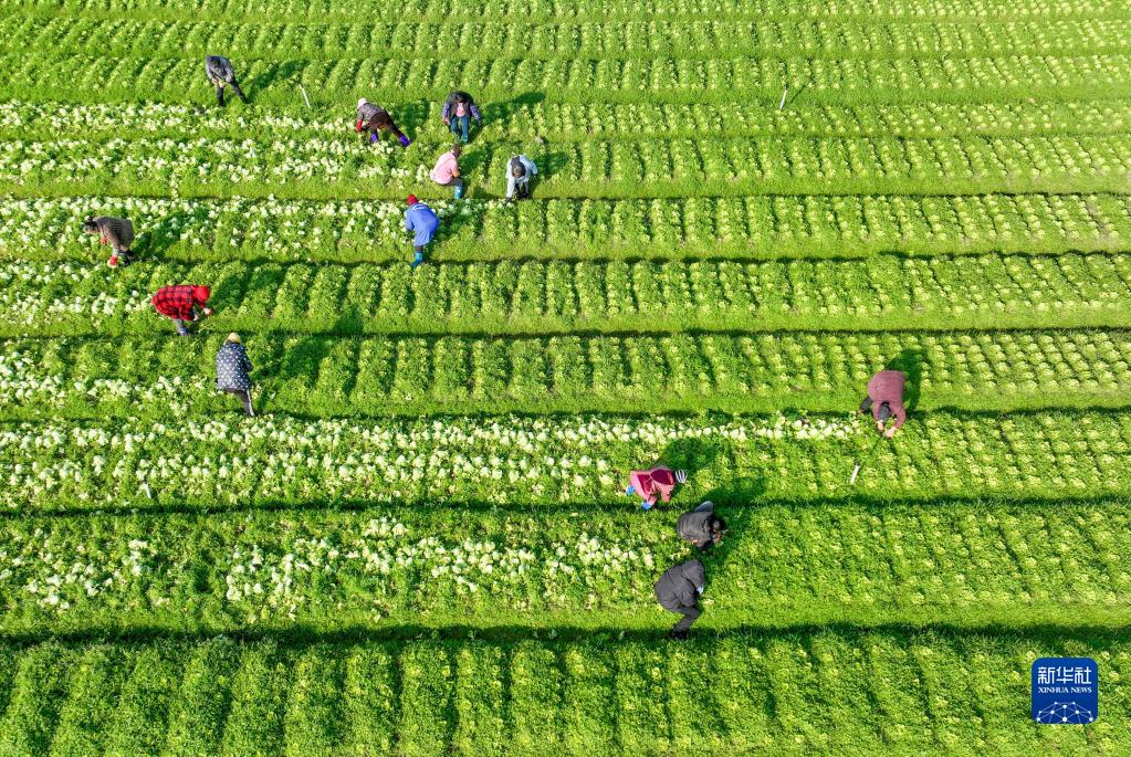 劳作在希望的田野上