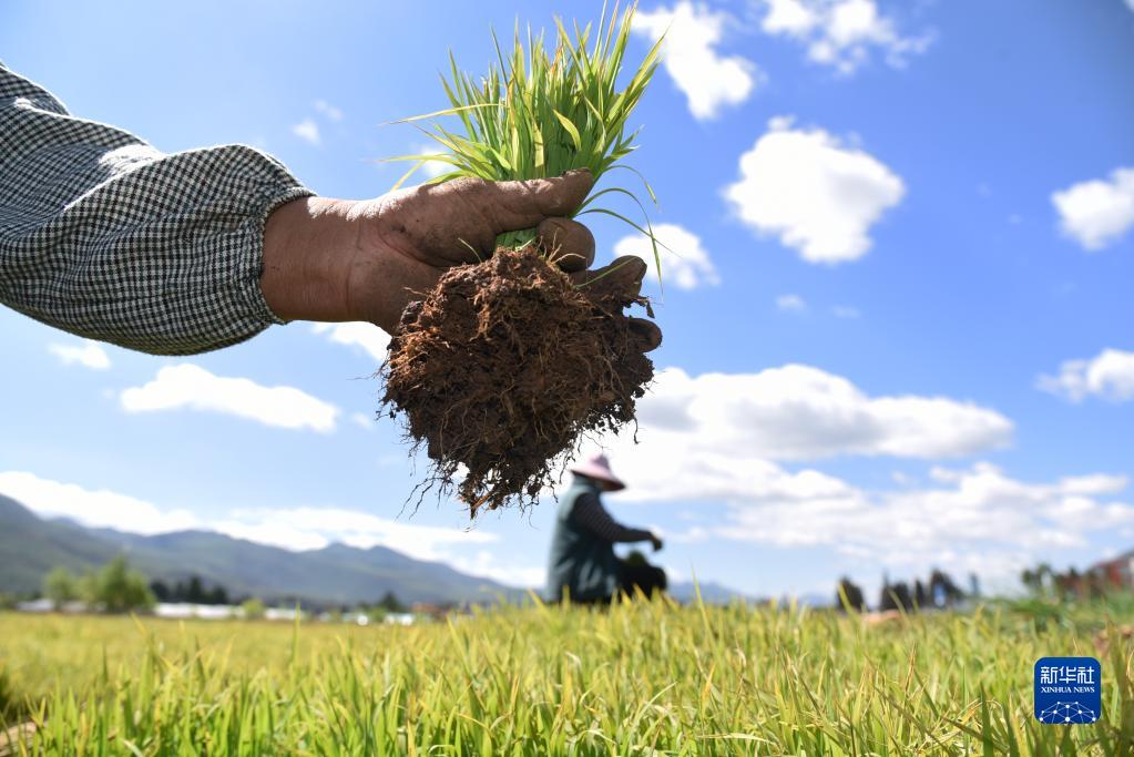 立夏将至农事忙
