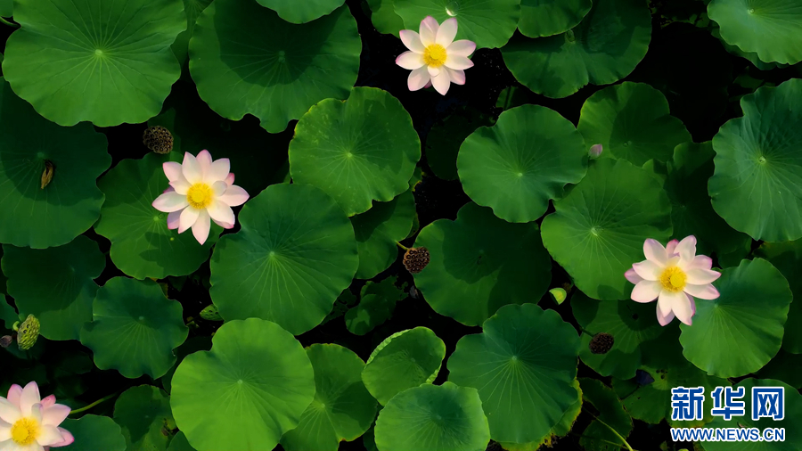 安徽阜南：新荷漫沼叶田田 正是赏花好时节