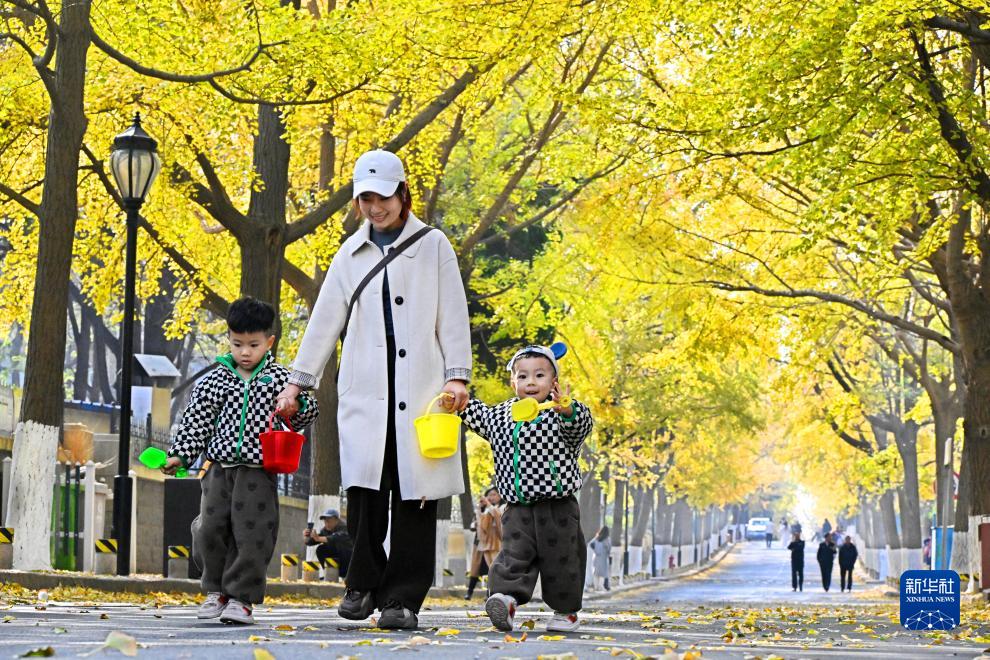 青岛八大关：初冬赏叶