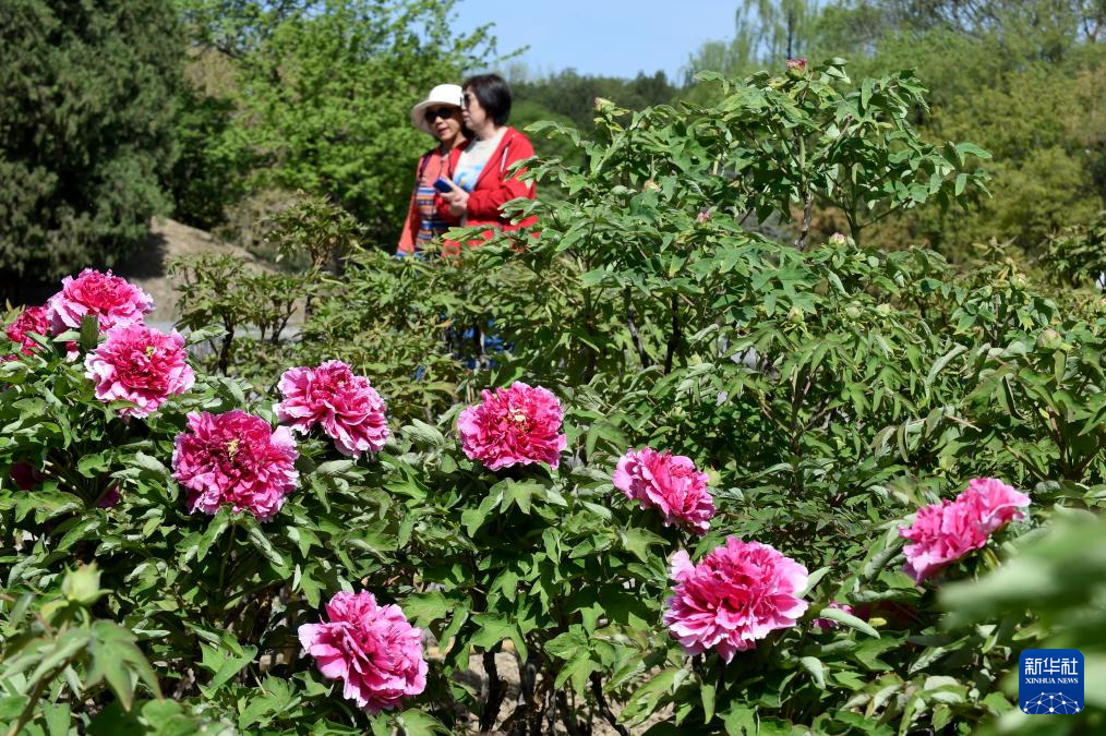 圆明园牡丹进入盛放期 