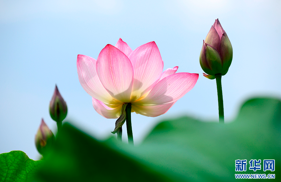 云南弥勒：荷花绽放 白鹭翩跹