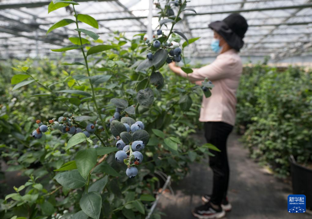 山东日照：小蓝莓 大产业 